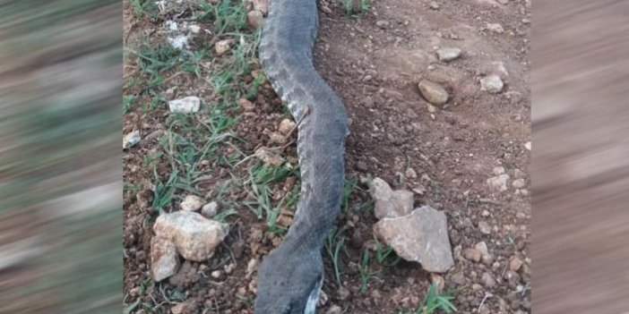 3 metrelik yılan ahıra girerken yakalandı