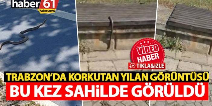 Trabzon korkutan yılan görüntüsü! Bu kez sahilde
