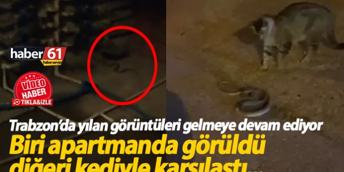 Vatandaşlar Trabzon’da yılan görüntülemeye devam ediyor! Bu kez apartmanda…