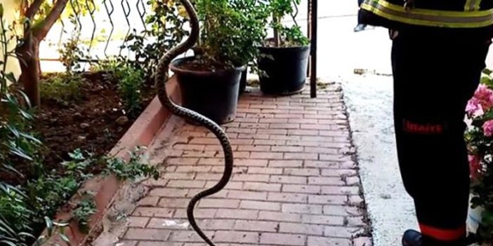 Veterinerler, son günlerde sıkça görülen yılanların nedenini anlattı
