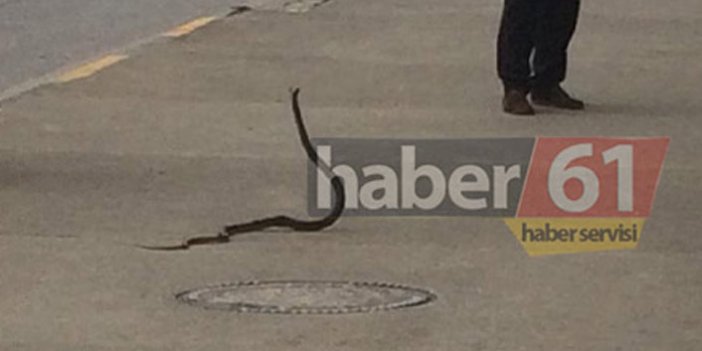 Trabzon'da görülen yılanlarla ilgili önemli uyarı! "Hastalıkların önünü açabilir"