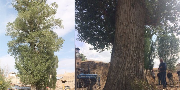 300 yıllık kavak ağacı görenleri şaşırtıyor