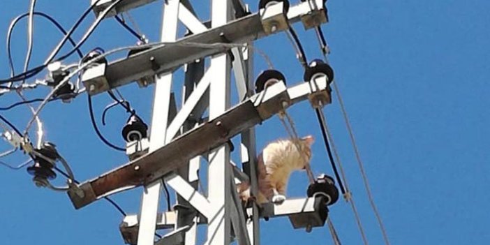 Elektrik direğinde mahsur kalan kedi kurtarıldı