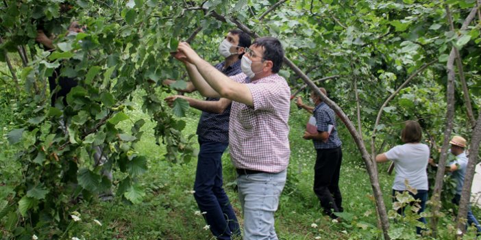 Trabzon’da fındıkta rekolte tespitine başlandı