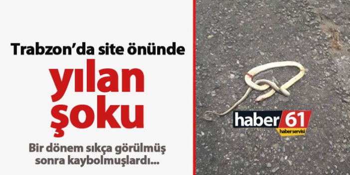 Trabzon’da site önünde yılan şoku
