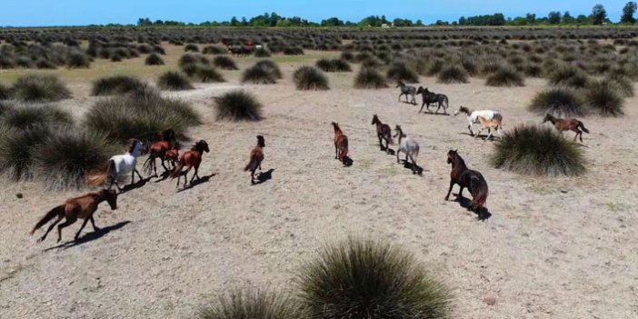 Kızılırmak Deltası’ndaki yılkı atları havadan görüntülendi