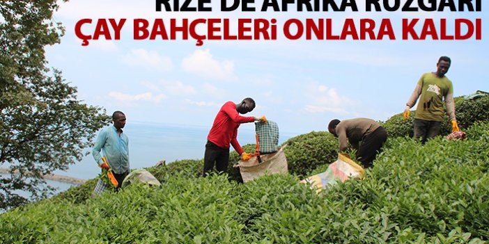 Afrikalı öğrenciler, çay hasadı yapıyor