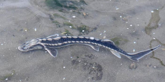 Trazon'da Mersin balığı Karadeniz ile buluştu