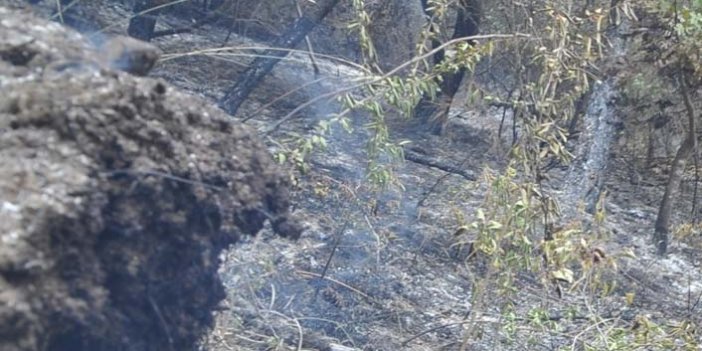 Samsun'da ormanda yangın çıktı