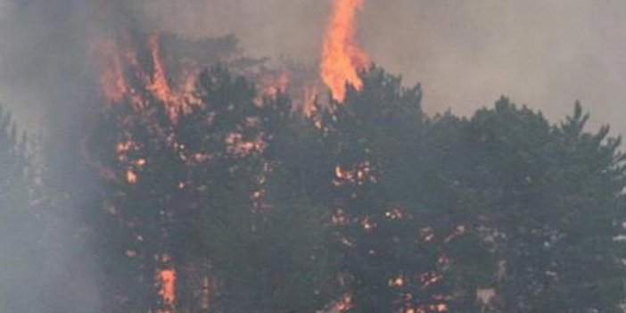 Orman yangınında 30 hektar alan yandı