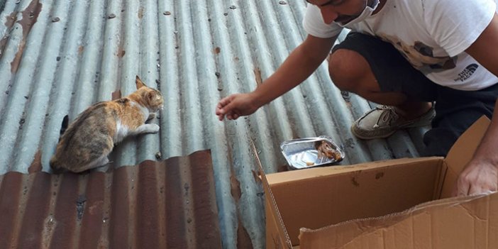 Mahsur kalan kediyi hayvan ambulansı kurtardı