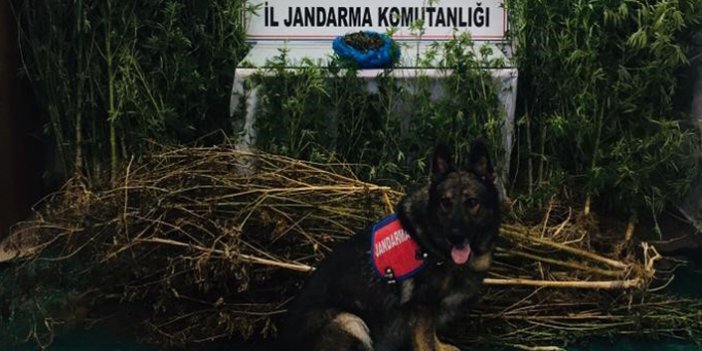 Trabzon’da Jandarma’dan operasyon! Kenevir ve esrar…