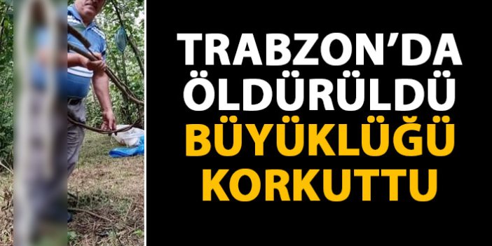 Trabzon’da öldürülen yılan korkuttu