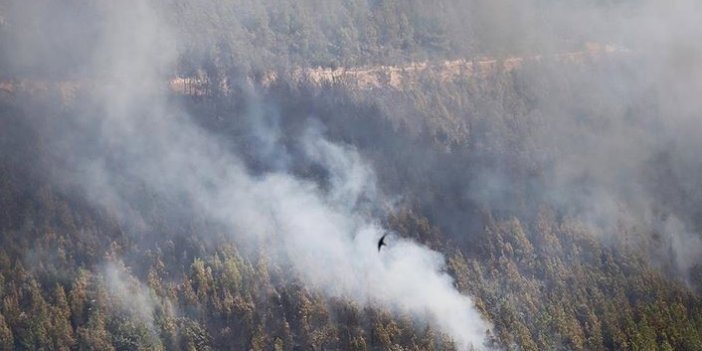 Orman yangınlarının yüzde 84'ünün sebebi ihmal veya dikkatsizlik