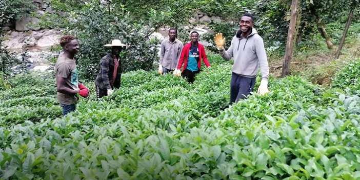 Senegalli çay işçilerinden üreticiler memnun