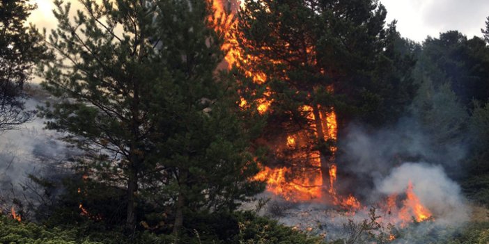Doğu Karadeniz'de orman yangını
