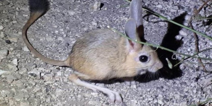 Amasya'da 'Arap tavşanı' görüntülendi