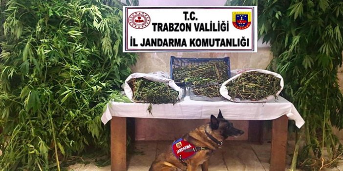 Trabzon’da 4 ilçede operasyon! 96 kök kenevir 5 kilo esrar ele geçirildi