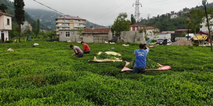 Rizeliler çay işçilerini artık internet ve telefon üzerinden buluyor