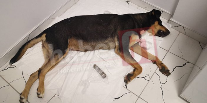 Trabzon’da sokak köpeğine inanılmaz işkence