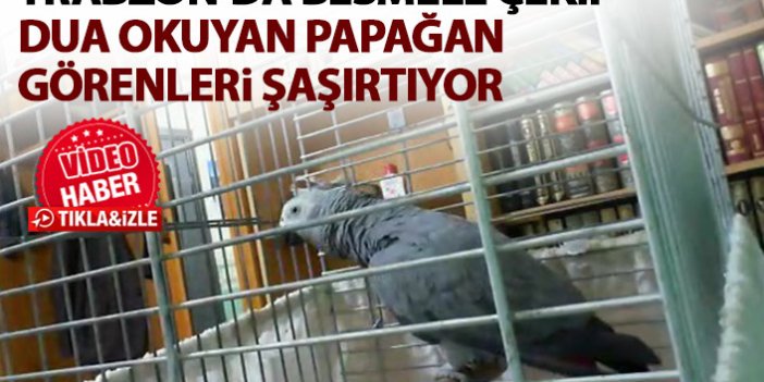 Trabzon'da besmele çekip Fatiha okuyan papağan şaşırtıyor