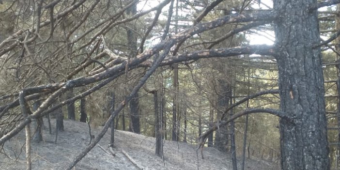 İzmir'de orman yangını: Onlarca hektar ormanlık alan küle döndü.