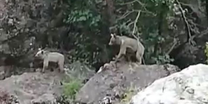 Munzur vadisinde anne ve 2 yavru ayı görüntülendi