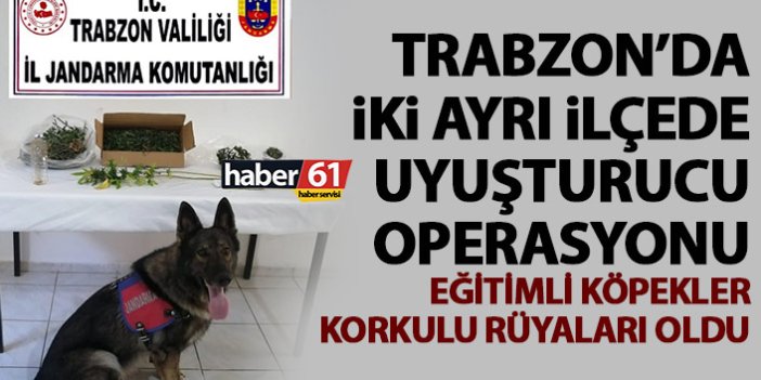 Eğitimli köpekler Trabzon’da uyuşturucu tacirlerinin kokulu rüyası oldu