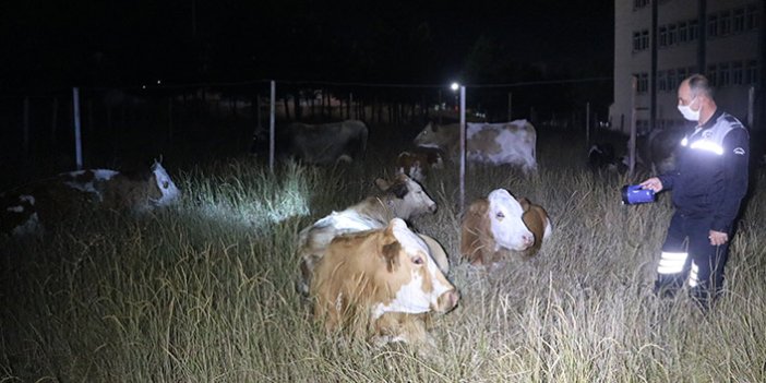 Kaybolan inekler üniversiteden çıktı
