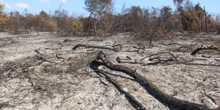 41 yangında 64,75 hektar alan zarar gördü