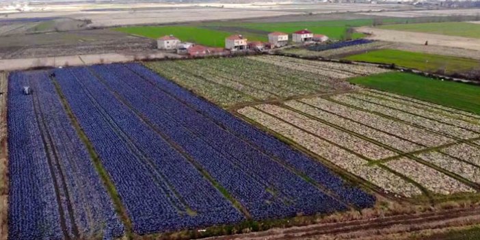 Samsun yerli ve milli tarım üretiminde Türkiye birincisi