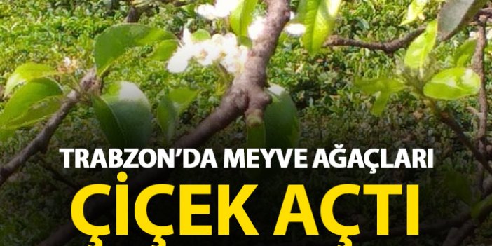 Trabzon’da meyve ağaçları çiçek açtı