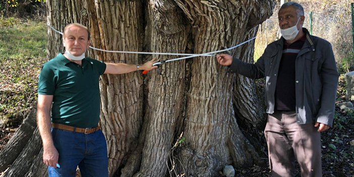 Artvin'de, 2 bin yıllık armut ağacı tescil ediliyor