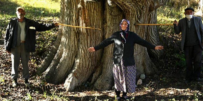 Dünyanın en yaşlı armut ağacı Karadeniz'de