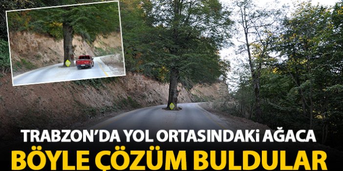 Trabzon'da yol ortasındaki ağaç kesilmekten kurtarıldı