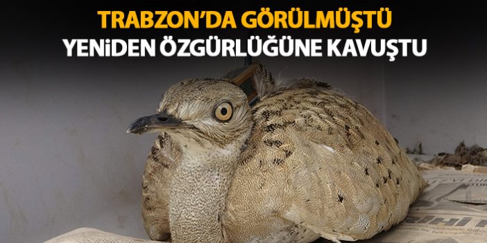 Türkiye'de 7 yıl sonra Trabzon'da görülmüştü! Doğaya bırakıldı
