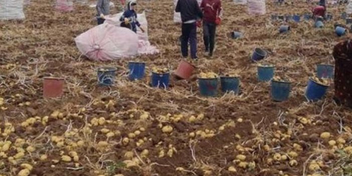 Bayburt'ta patates hasadı başladı