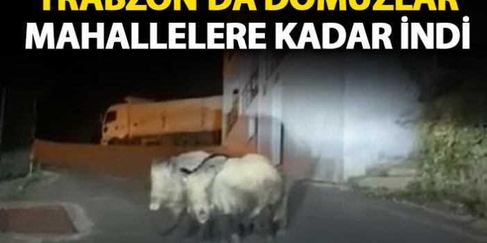 Trabzon'da domuzlar mahalleye kadar indi