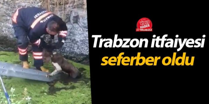 Trabzon itfaiyesinden kurtarma operasyonu