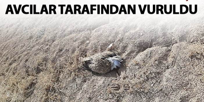 7 yıl sonra ilk defa Trabzon'da görülmüştü! Avcıların kurbanı oldu!