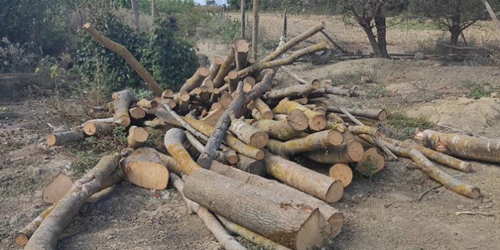 30 ton kaçak orman emvali ele geçirildi