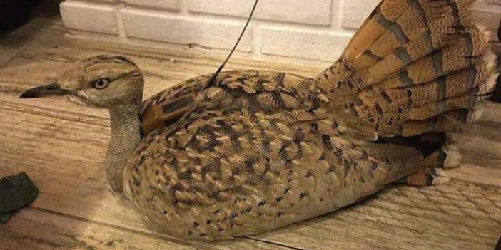 Trabzon'da doğaya salınan toy kuşunun ölüsü bulunamadı