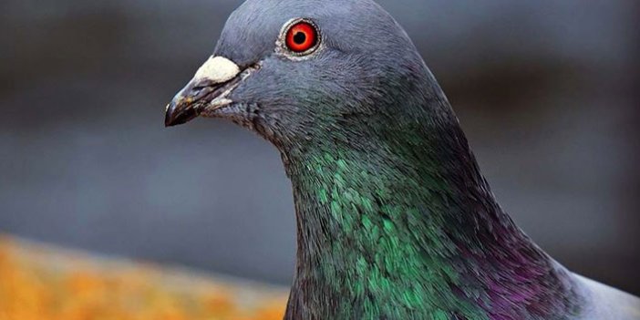 'New Kim' dünyanın en pahalı posta güvercini oldu