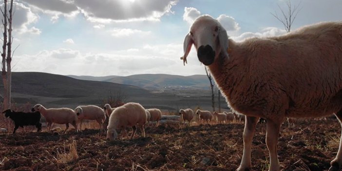 Çiftçiye 5 bin koyun dağıtıldı