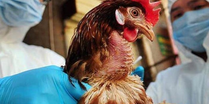 Fransa’da 'kuş gribi' paniği ortaya çıktı