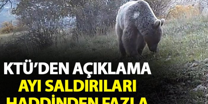 Türkiye'de ayı saldırıları haddinden fazla