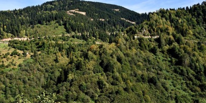 Kadıralak Yaylası'nda 120 yıllık ağaçlardan orman gençleştirme çalışmaları yapıldı