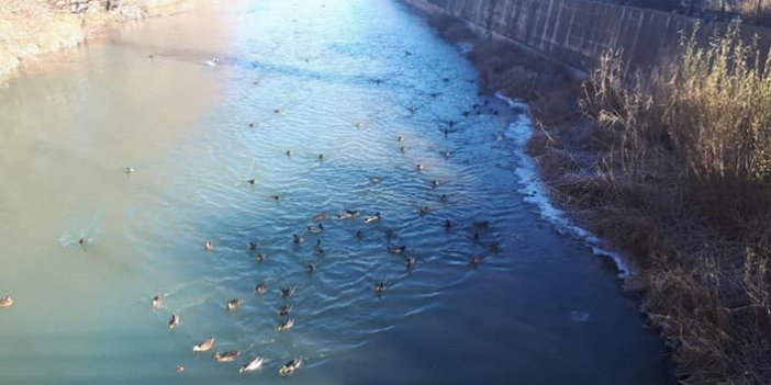 Yaban ördekleri Çoruh Nehri’ni mesken tuttu