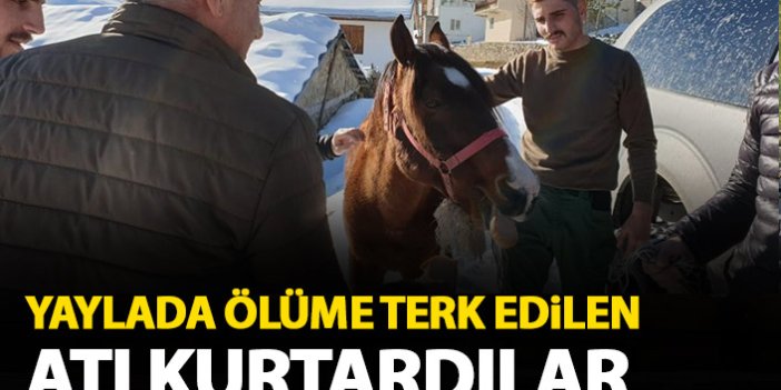 Yaylada ölüme terk edilen at kurtarıldı