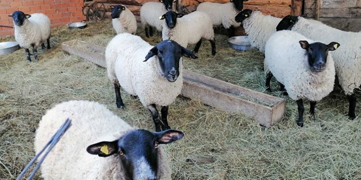 Artvin'de  bijik koyunu için harekete geçtiler